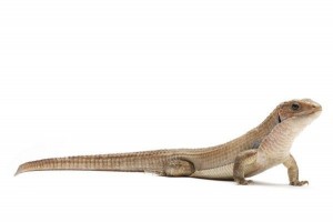 Broadleysaurus (Gerrhosaurus) major bottegoi